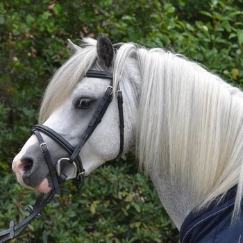 Bridles & breastplates