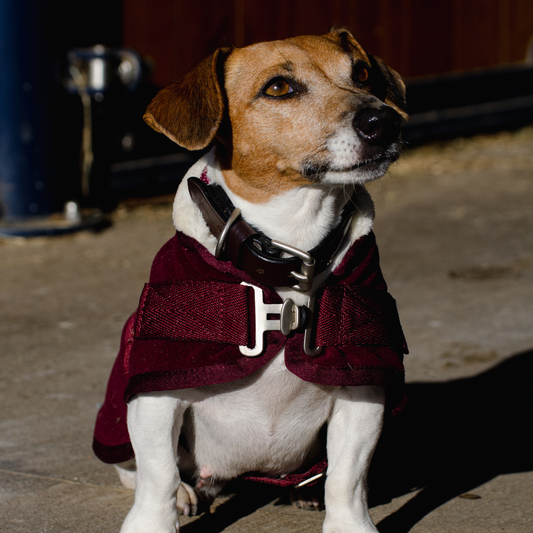 Hundedecke Fleece Teddy grün & bordeaux