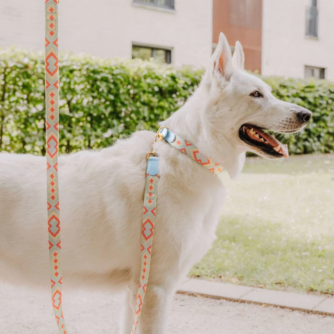 Dog Leash - Coral/Blue