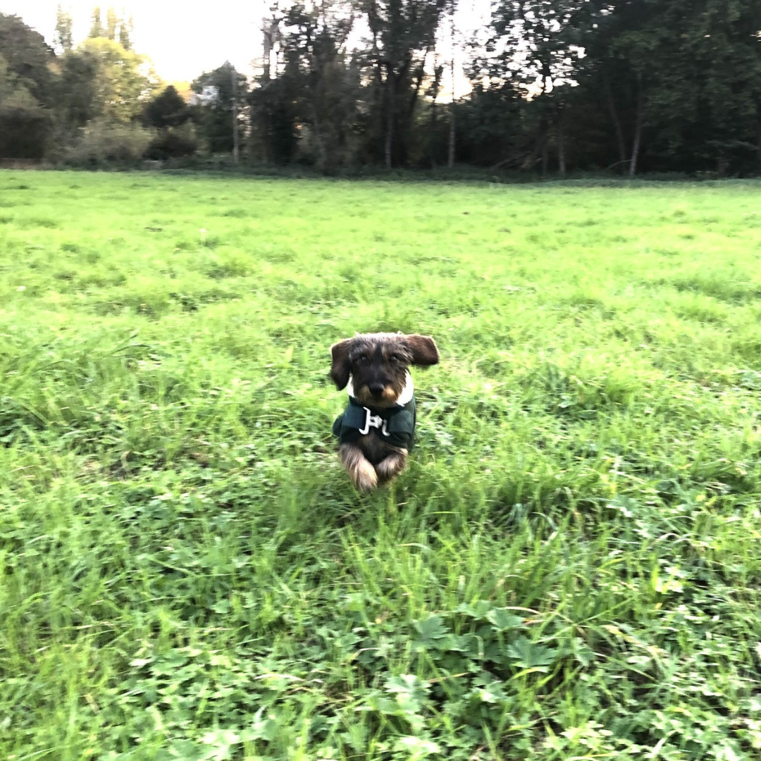 Hondendeken teddy groen & bordeaux