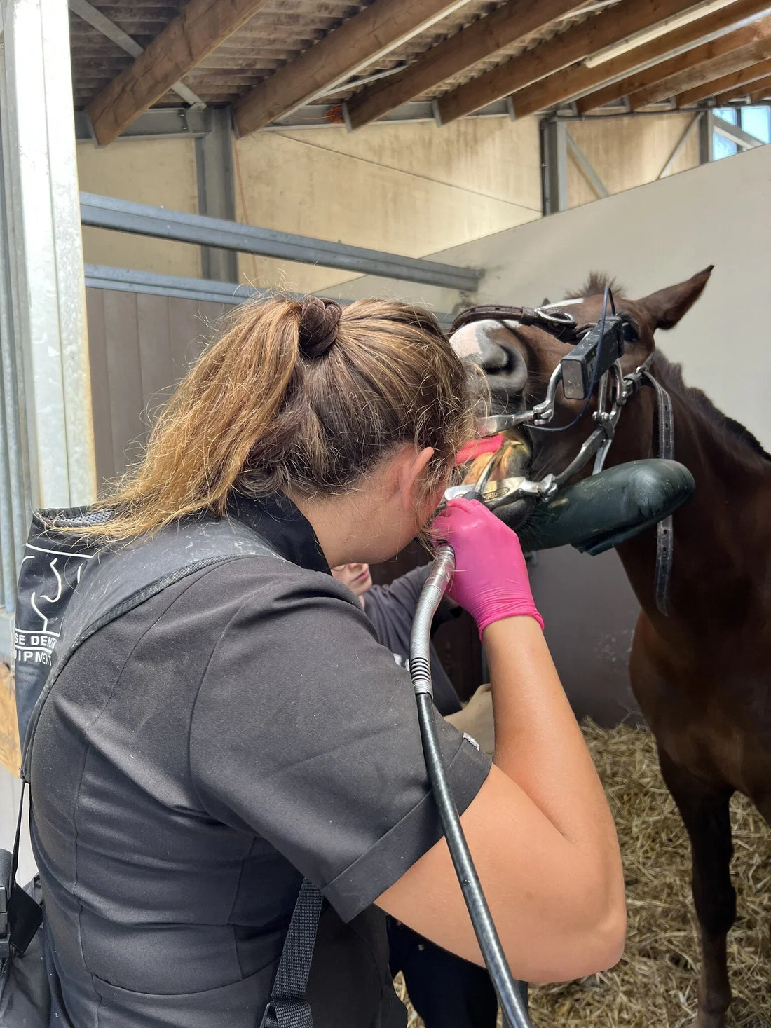 Day of the (horse) dentist!