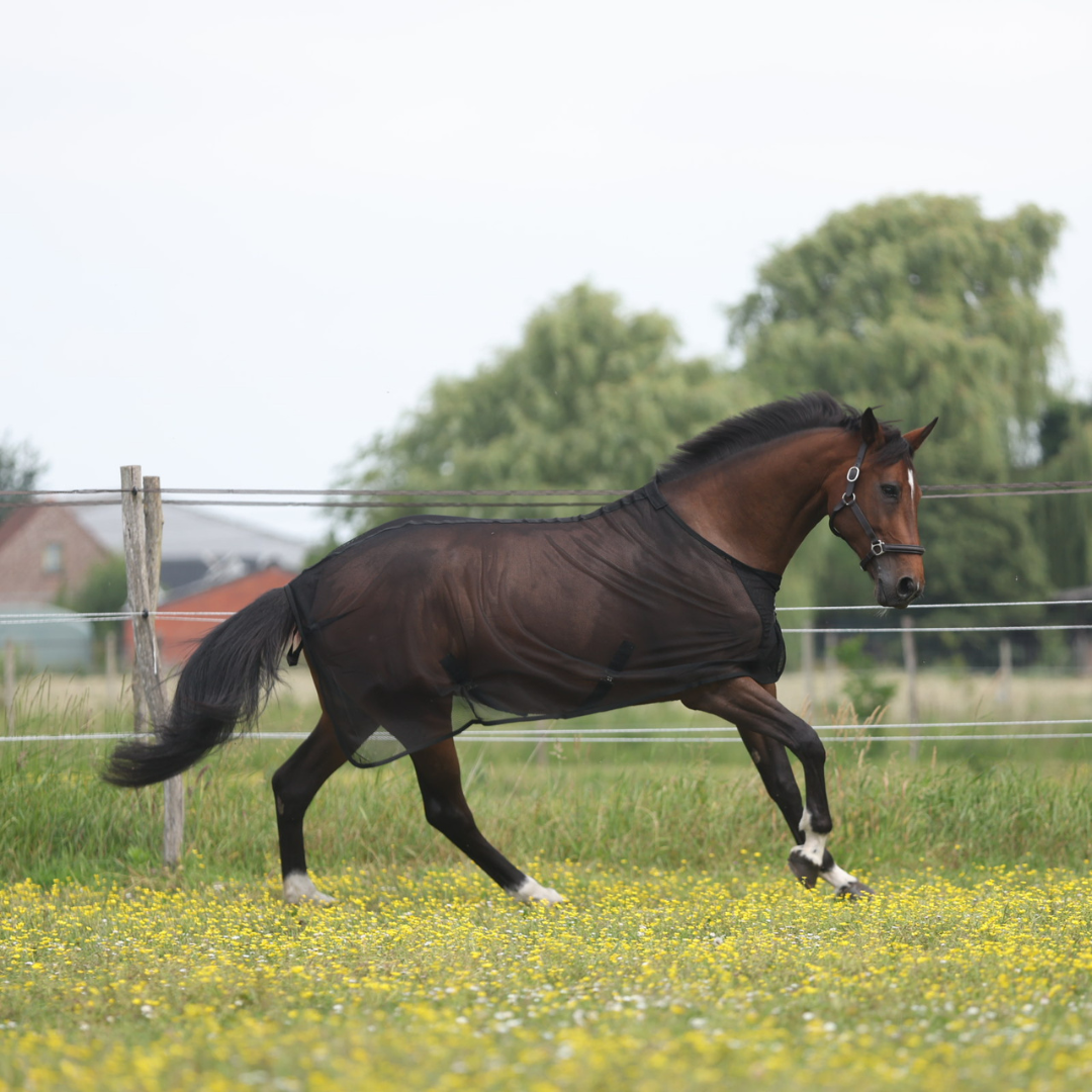 West Nile virus on horses: what riders in Belgium should know