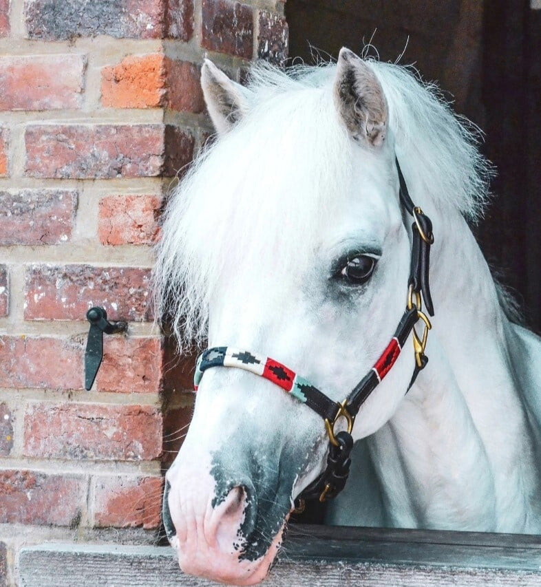 Pony
