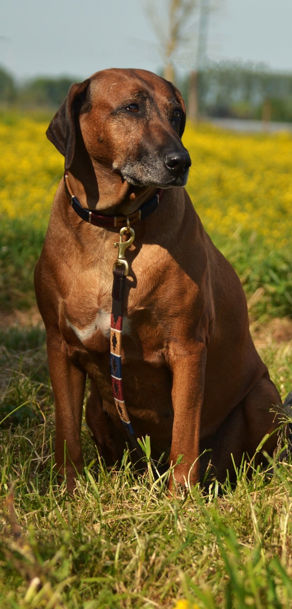 Collars & leashes