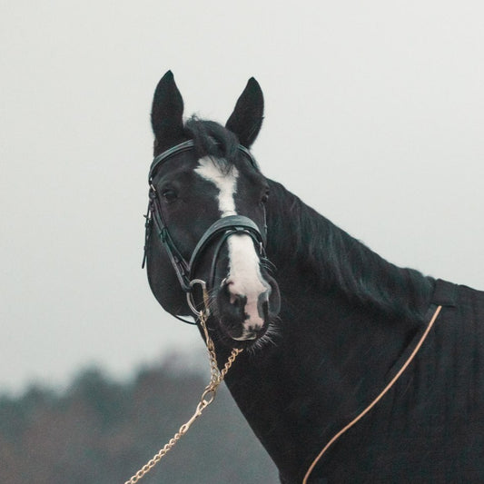 Geneva Bridle - Calf leather