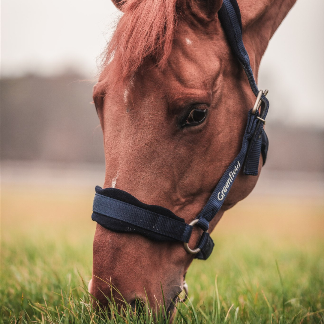 Strong headcollar with fleece