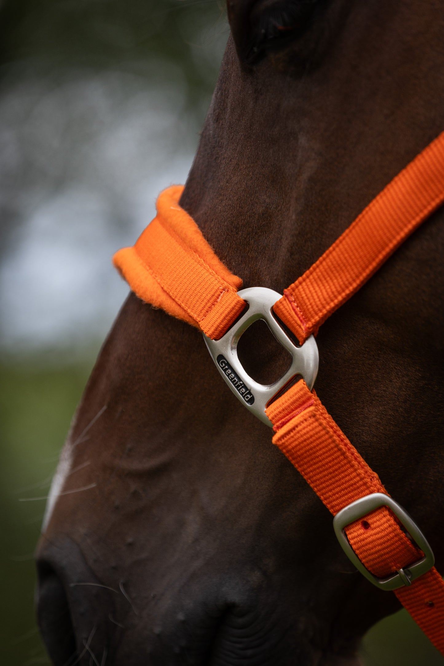 Headcollar with fleece