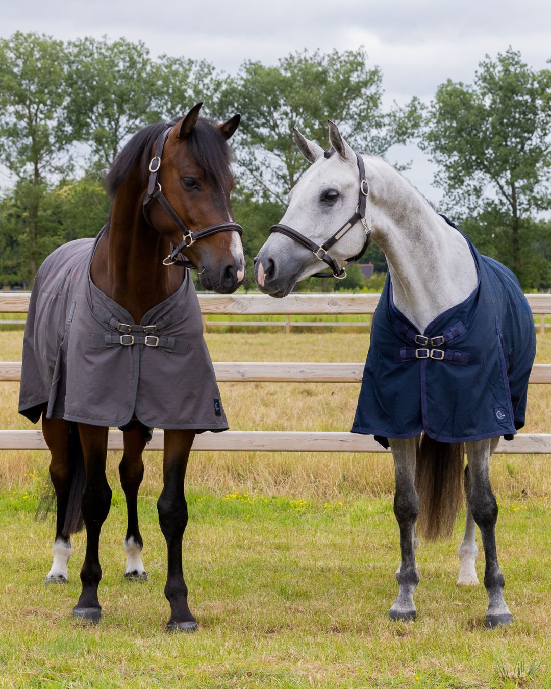 Two horses wearing blankets standing next to each other in a field with trees in the background.