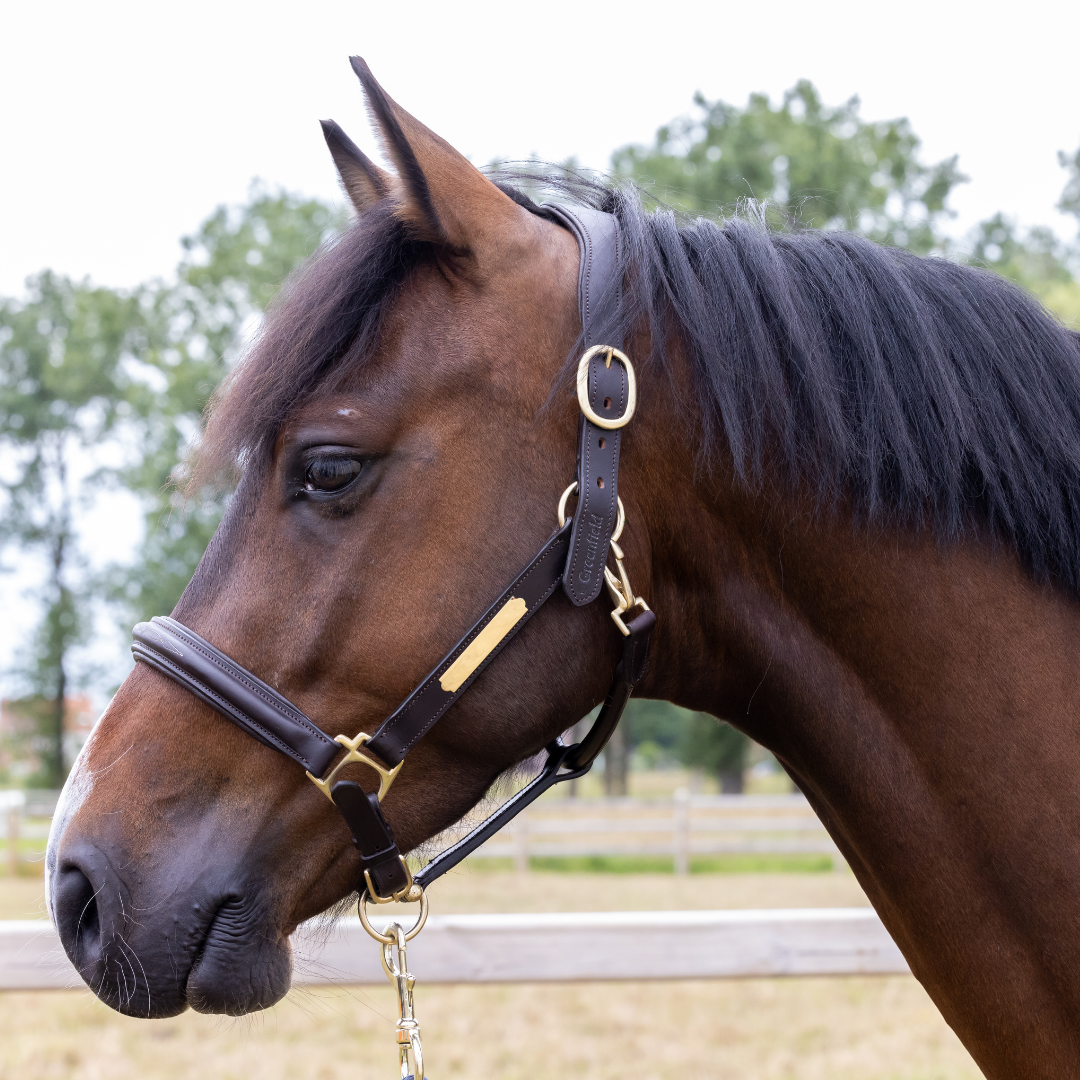 Leather headcollar