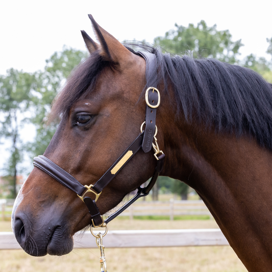 Leather headcollar