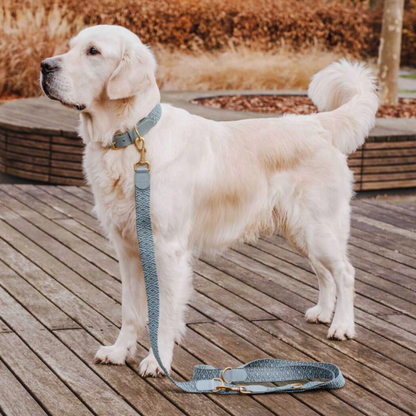Dog Leash - Anthracite/Ice blue