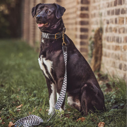 Dog collar - Black/White