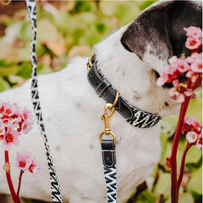 Dog collar - Black/White