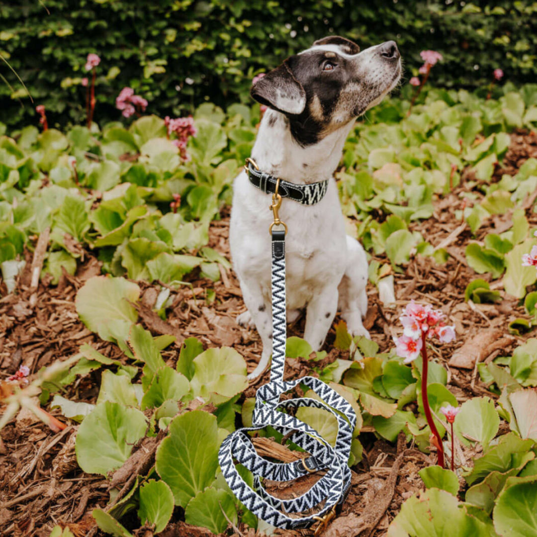 Dog collar - Black/White