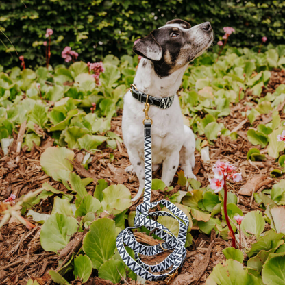 Dog collar - Black/White