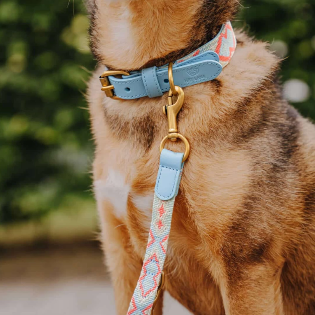 Dog Leash - Coral/Blue