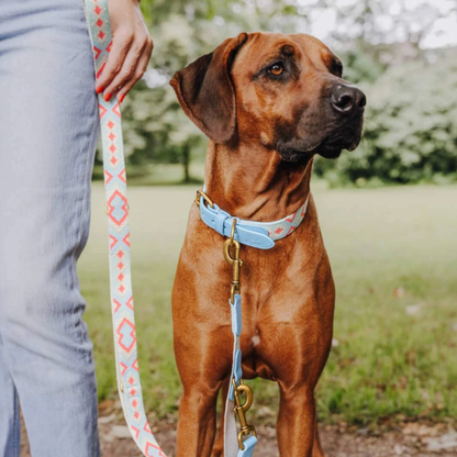 Dog collar - Coral/Blue