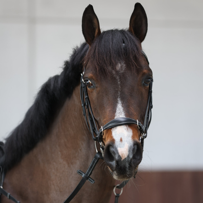 Doha Bridle