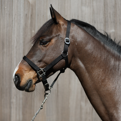 nylon headcollar with simple buckle