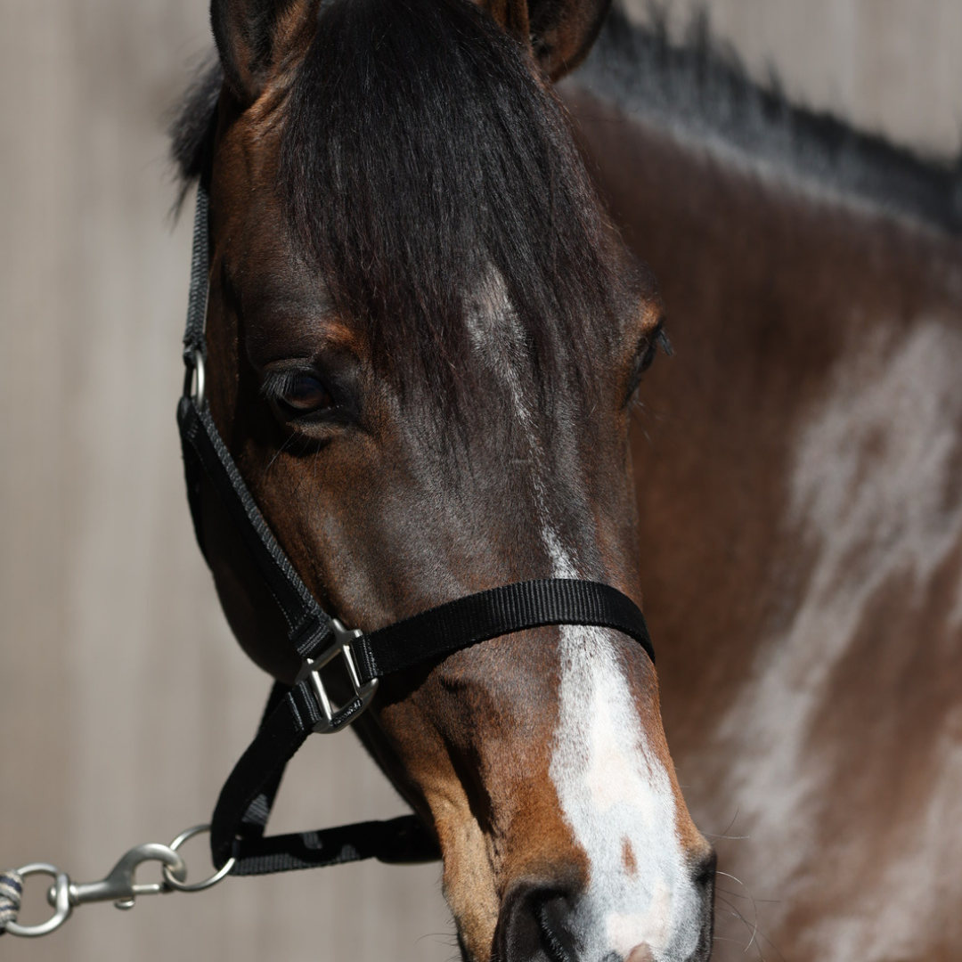 nylon headcollar with simple buckle