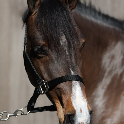 nylon headcollar with simple buckle