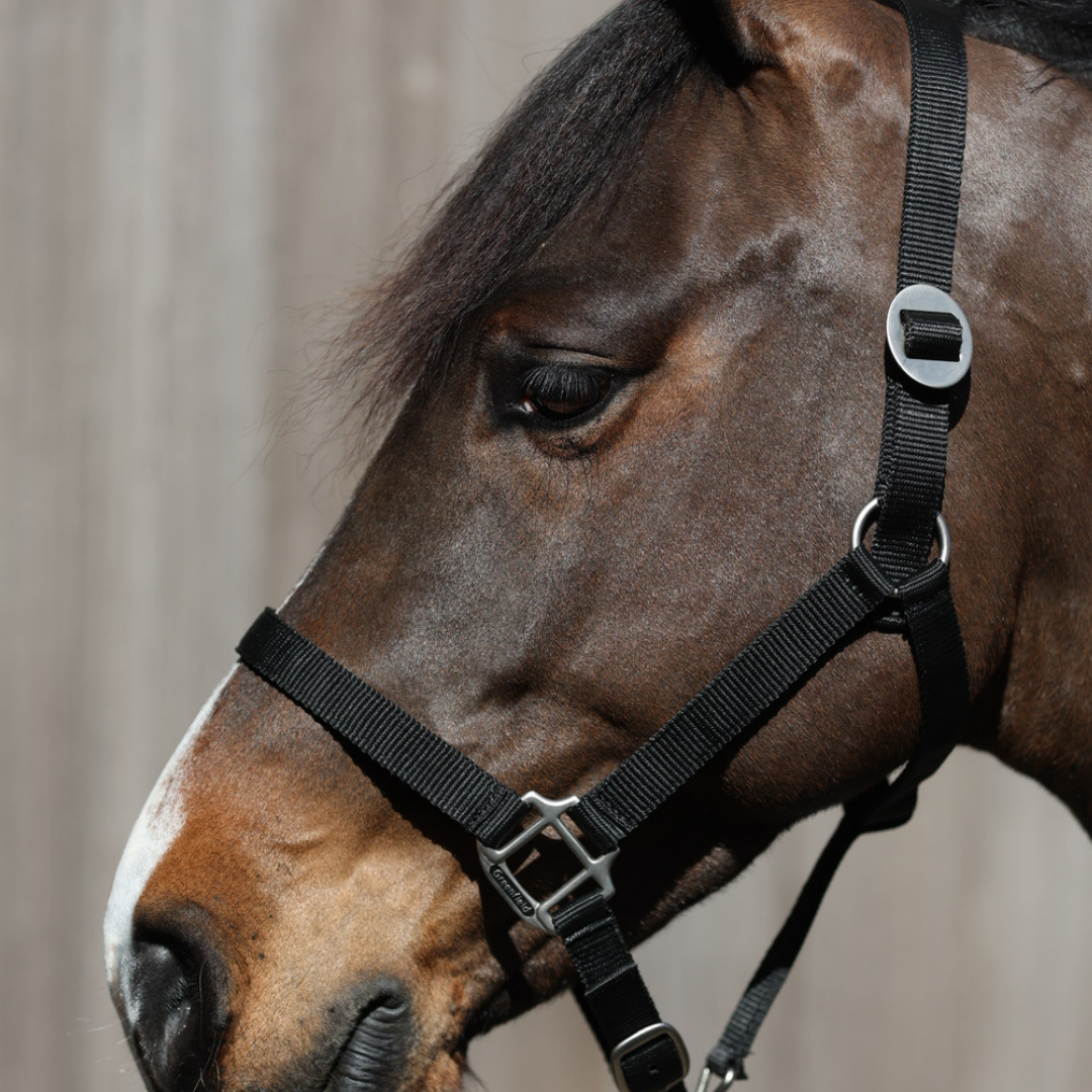 nylon headcollar with simple buckle