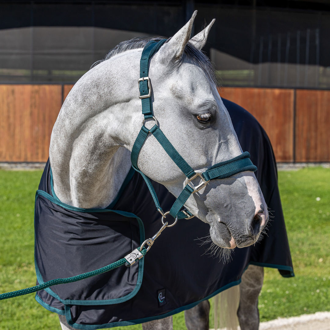 Headcollar with fleece
