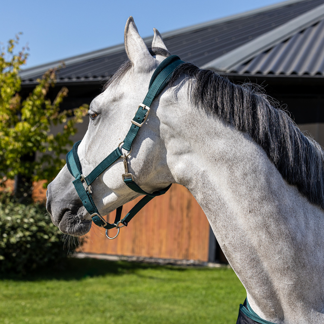 Headcollar with fleece