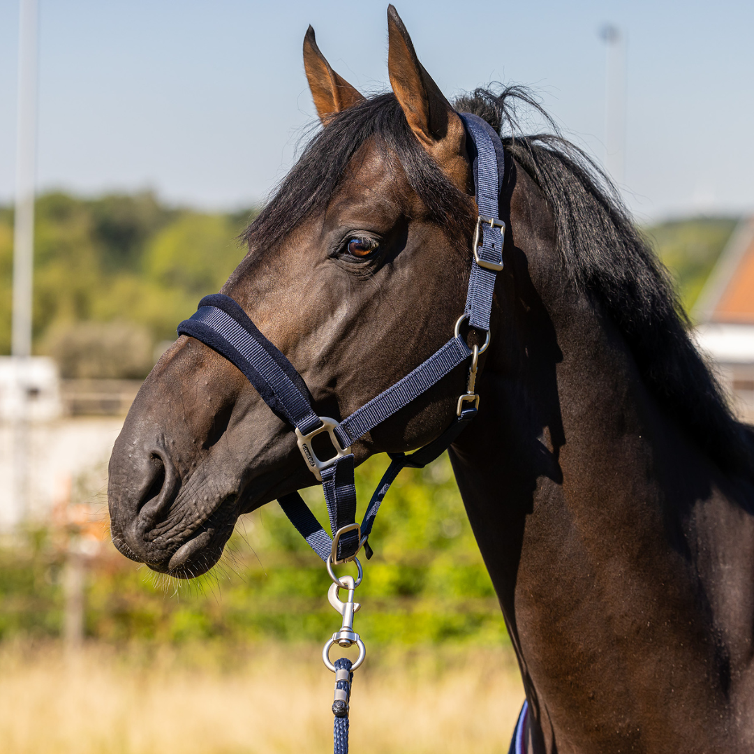 Headcollar with fleece