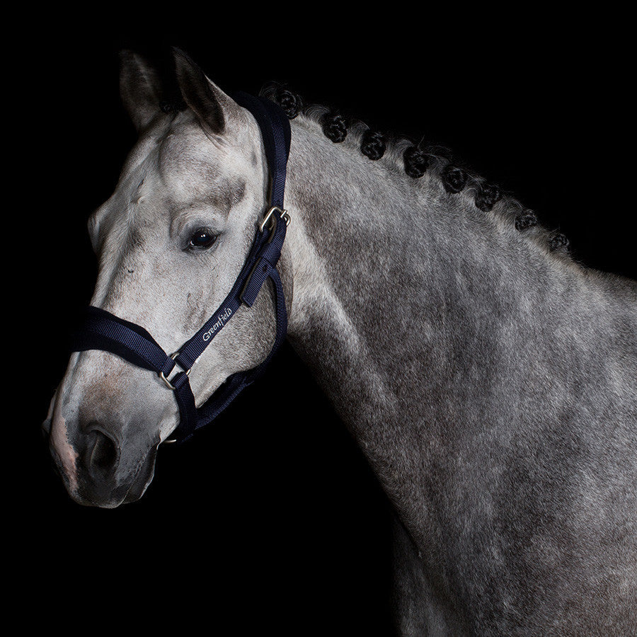 Strong headcollar with fleece - light model