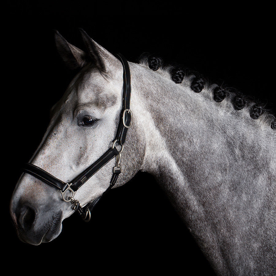 Grooming headcollar