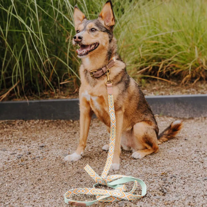 Dog collar - Mint/Orange