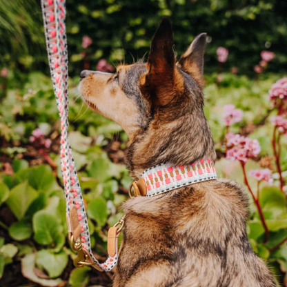 Dog collar - Pink/Beige