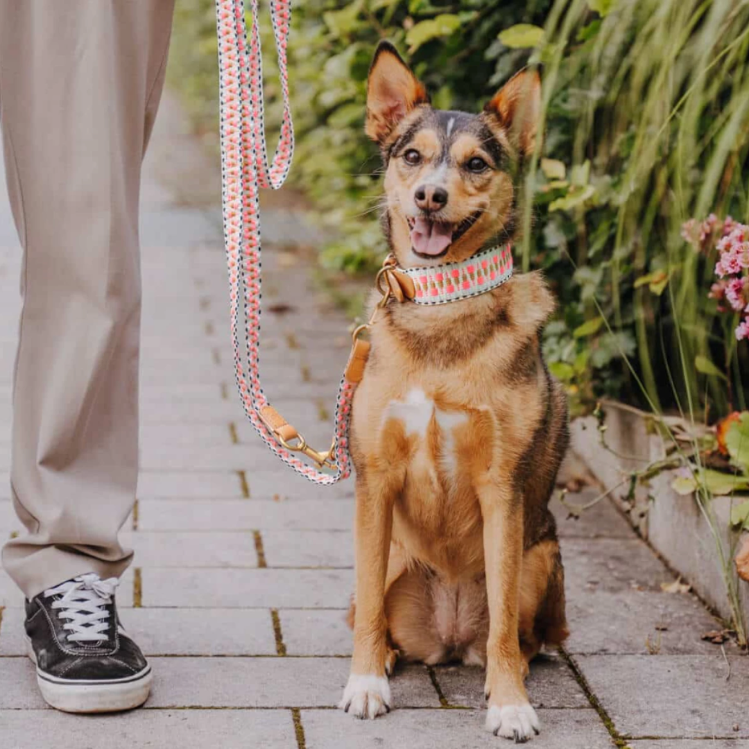 Dog collar - Pink/Beige