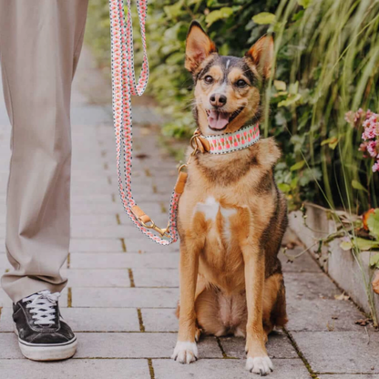 Dog collar - Pink/Beige