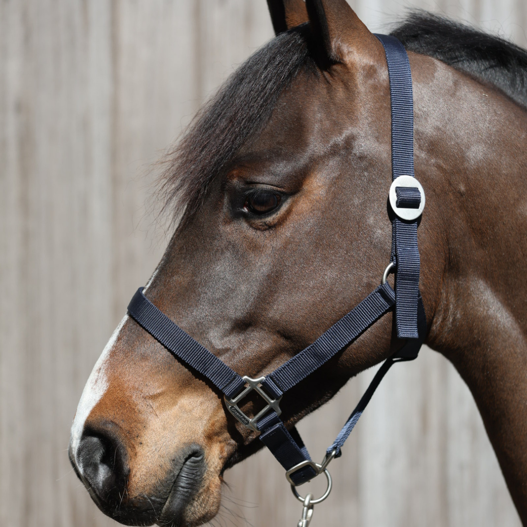 nylon headcollar with simple buckle
