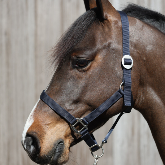 nylon headcollar with simple buckle