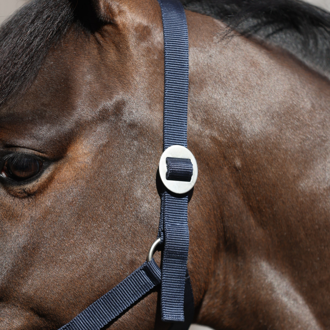 nylon headcollar with simple buckle