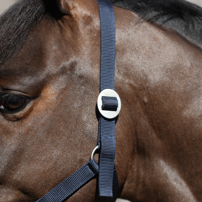 nylon headcollar with simple buckle