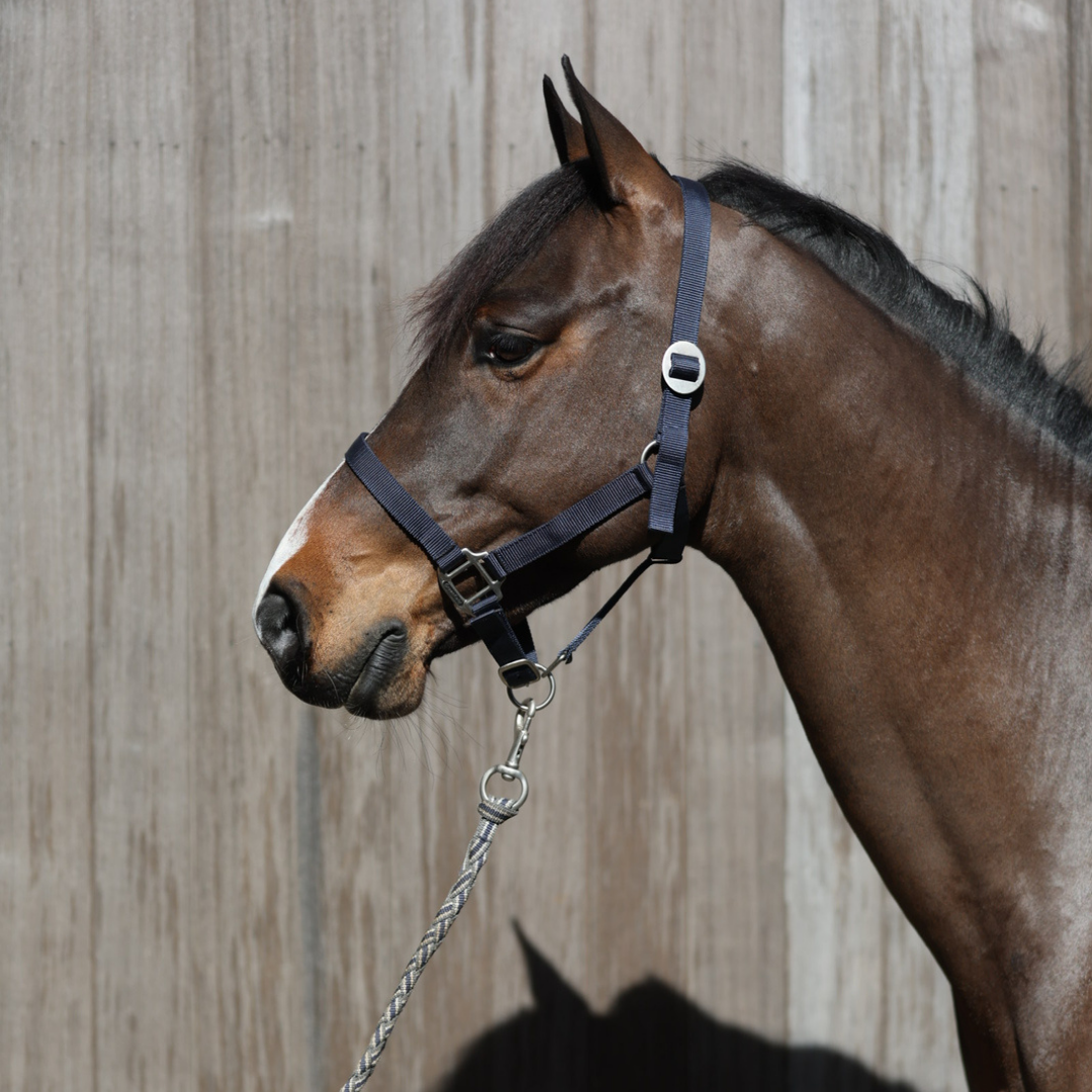 nylon headcollar with simple buckle