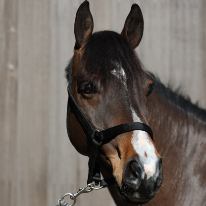 Starkes Halfter - leichtes Modell