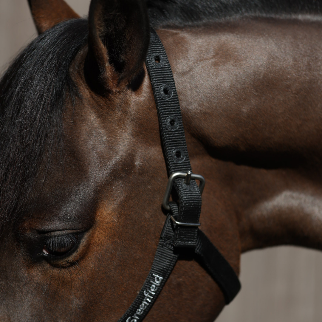 Starkes Halfter - leichtes Modell
