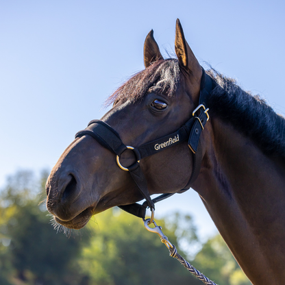 Sterk halster met fleece