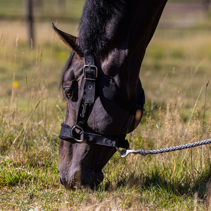 Sterk halster met fleece