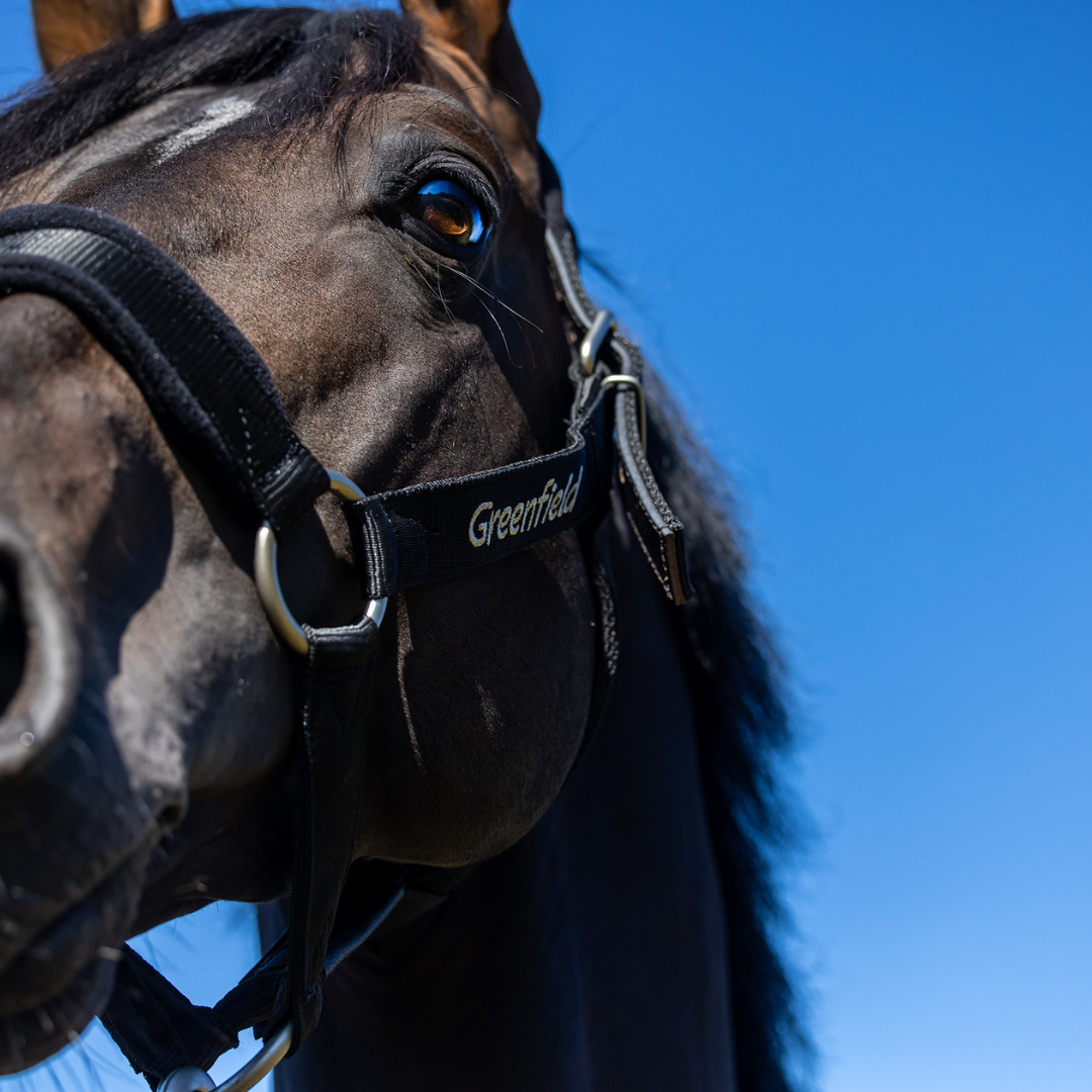 Sterk halster met fleece