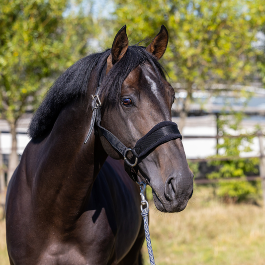 Sterk halster met fleece